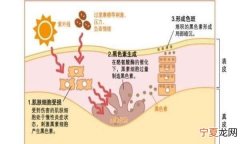 哪些水果含有酪氨酸，富含酪氨酸的食物有哪些?