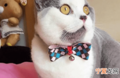 公猫母猫怎么培养感情，如何让公猫母猫培养感情