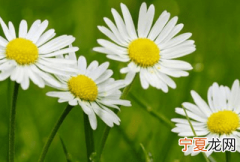 雏菊的花语是什么，雏菊的花语 雏菊的花语是什么