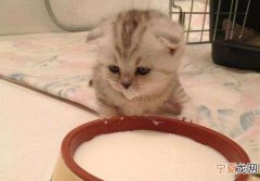 小猫出生多久会吃奶，幼猫多久会自己吃东西