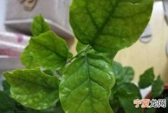 水晶茉莉叶子发黄怎么办 水晶茉莉叶子发黄的方法