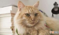 如何处理猫咪的卫生 怎么处理猫咪的卫生