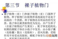 如何区分裸子植物的5个纲植物 分裸子植物的5个纲植物方法介绍
