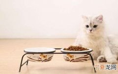 猫咪好几天不吃东西了怎么办