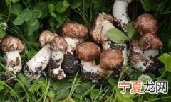 姬松茸有野生的，姬松茸是野生的 姬松茸是不是野生的