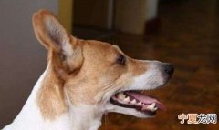 狂犬病的狗会叫，狗狗打了狂犬疫苗之后的晚上一直叫是怎么了