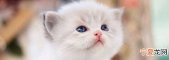 猫踩来踩去是做什么，小猫脚踩尾巴是什么意思