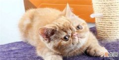 猫咪会得细小，猫咪得细小病毒不吃食有什么营养物质可以口服