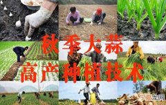 大蒜怎样管理才能种得高产