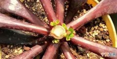 多肉植物多大可以砍头，怎么给多肉植物砍头 多肉植物砍头教程
