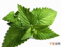 披萨草和罗勒叶是一种材料