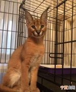 养狞猫危险，狞猫可以养吗犯法吗
