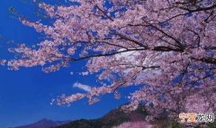 樱花起源于中国发扬于日本，日本的樱花是从中国传过去的