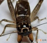 蝈蝈和蛐蛐的区别在哪里 蝈蝈和蛐蛐如何分辨