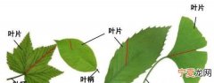 植物的叶由什么构成 植物的叶是怎么形成的呢