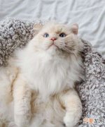 长毛猫几个月毛才定型，长毛猫几个月开始长毛图片