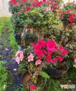 杜鹃花耐寒，杨梅红杜鹃花耐寒吗