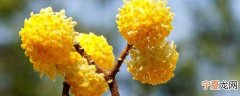结香花的花语是什么 结香花又叫什么花