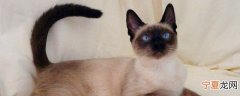 暹罗猫为什么越来越黑 暹罗猫为什么会变黑