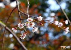 日本北海道至九州传出樱花入秋后绽开异闻 缘于接连的台风