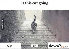 9GAG社区网站的神图考眼力：这只猫咪上楼还是下楼？