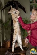 世界上最高的猫