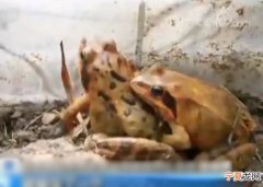 林蛙 黑龙江省伊春地区捕蛙人在山区设下“天罗地网”灭绝式捕猎雪蛤