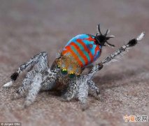 Skeletorus 发现两种新种类蜘蛛：“骷髅”和“闪光蛋糕”（Sparklemuffin）