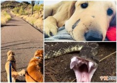 美国亚利桑那州忠犬护主惨遭响尾蛇咬肿脸