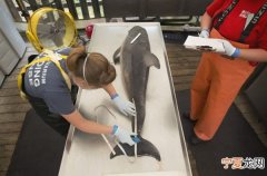 研究称美国海豚死于鲸类麻疹病毒