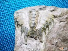 阳泉村民口中的“石蛾”实为一种生活在5.2亿年前的三叶虫化石