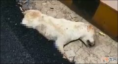 印度铺路工人竟把滚烫沥青淋在路边狗狗身上 还残忍用压路机辗过压死