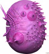 Saccorhytus这种没有肛门的生物被证明与人类没有关系