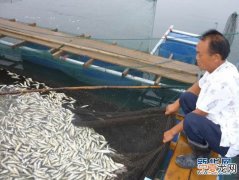 湖南资江百余里河道野生鱼大面积死亡