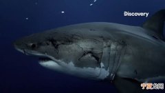 Discovery频道《鲨鱼周》：大白鲨与大王鱿鱼谁才是深海王者？