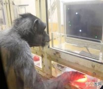 研究显示黑猩猩可能具备自我能动性
