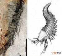 发现酷似“剪刀手”的古生物化石