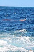 鲨鱼闯澳洲悉尼沙滩咬死人 近60年来首次