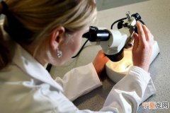 美国科学家造出全球首个“迷你胃” 有助癌症、溃疡和糖尿病研究