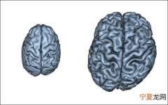 研究认为人类大脑半球不对称是进化适应的结果