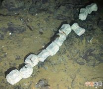 科学家首次在南极洲附近海底发现鲸鱼骨骼