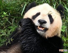 大熊猫的饮食偏好对其牙齿和颌骨的进化产生了重大影响