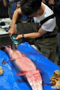 日本名古屋护城河捕获外来种肉食鱼“鳄雀鳝” 剖开后胃里空无一物