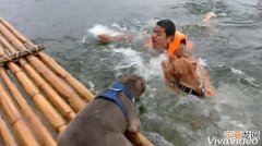 泰国男子假装遇溺 两只爱犬合力救主人