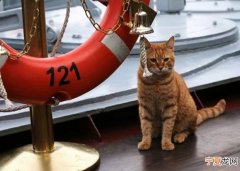 俄罗斯水手猫Sergei Ivanovich首度随北海舰队赴叙利亚作战 专责抓老鼠