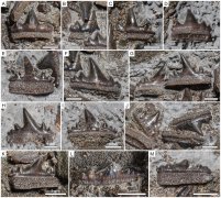 英格兰发现1.5亿年前侏罗纪时期鲨鱼新品种Durnonovariaodus Maiseyi