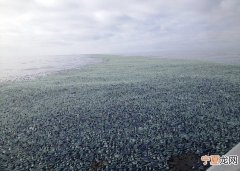 美国西岸海边现亿计的“风中水手”帆水母