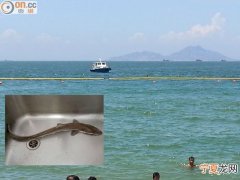 宽尾斜齿鲨 香港南丫岛洪圣爷湾泳滩泳客捕获小竹鲨