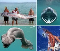 人类眼中的四种海怪