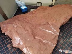 江西省赣州市章贡区沙河镇建筑工地发现恐龙化石